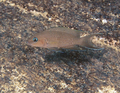 Neolamprologus sp. 'princess lyamembe' Lumbye Bay